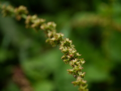 Rumex nepalensis
