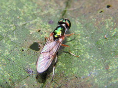 Sargus fasciatus