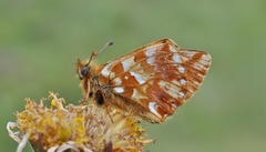 Boloria pales