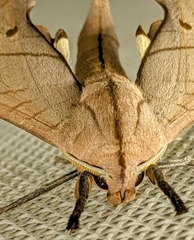 Marumba cristata bukaiana