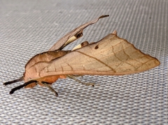 Marumba cristata bukaiana