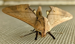 Marumba cristata bukaiana