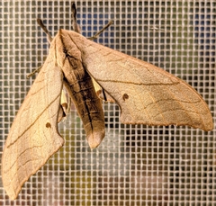 Marumba cristata bukaiana