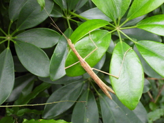 Sipyloidea