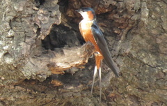 Cecropis senegalensis