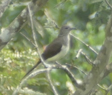 Swamp Palm Bulbul (Thescelocichla leucopleura), photo 6