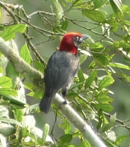 Red-headed Malimbe (Malimbus rubricollis), photo 8