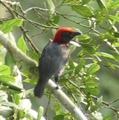 Malimbus rubricollis