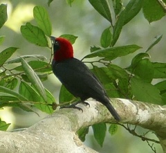 Malimbus rubricollis