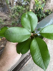 Amorphospermum antilogum