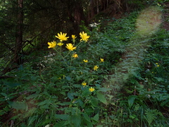 Hieracium laevigatum