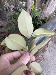 Amorphospermum antilogum