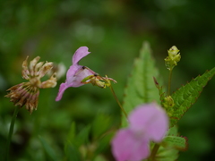 Impatiens chungtienensis