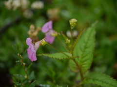 Impatiens chungtienensis
