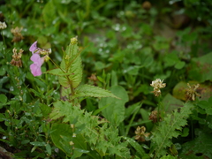 Impatiens chungtienensis