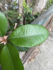 Amorphospermum antilogum