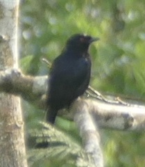 Dicrurus atripennis