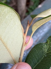 Amorphospermum antilogum