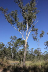 Eucalyptus orgadophila