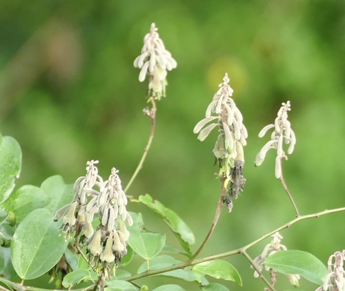 Griffonia simplicifolia image