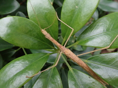Sipyloidea
