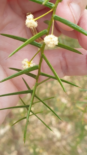 Image of Acacia rupicola by (c) Rosalie Lawrence, some rights reserved (CC BY)