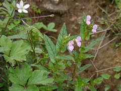 Impatiens chungtienensis