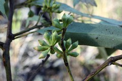 Eucalyptus orgadophila
