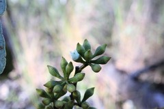 Eucalyptus orgadophila