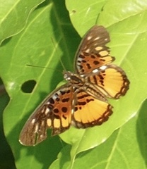 Pseudacraea warburgi