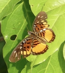 Pseudacraea warburgi