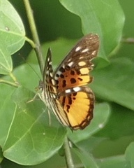 Pseudacraea warburgi