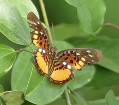 Pseudacraea warburgi