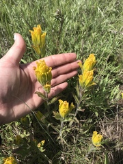 Castilleja levisecta