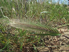 Hordeum murinum glaucum