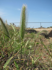 Hordeum murinum glaucum