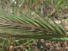 Hordeum murinum glaucum