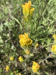 Castilleja levisecta