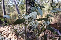 Eucalyptus orgadophila
