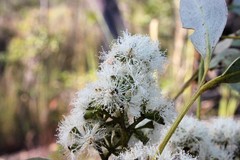 Eucalyptus orgadophila