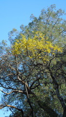 Diphysa carthagenensis