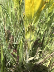 Castilleja levisecta