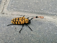 Aristobia reticulator