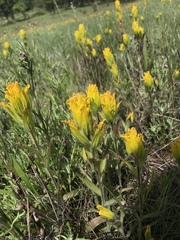 Castilleja levisecta