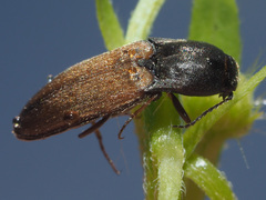 Agriotes ustulatus