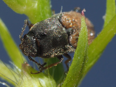 Agriotes ustulatus
