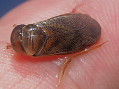 Corixa