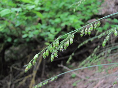 Melica picta