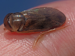Corixa