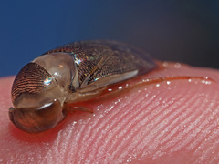 Corixa
